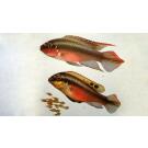 Попугайчик (Pelvicachromis pulcher) 2-3см