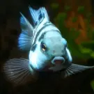 Попугай Синий Тигровый (Parrot Cichlid) 2-3см