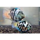 Попугай Синий Тигровый (Parrot Cichlid) 2-3см