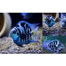 Попугай Синий Тигровый (Parrot Cichlid) 2-3см