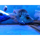 Попугай Брилиантовый