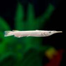 Полурыл (Dermogenys pusilla) Серебряный