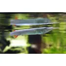 Полурыл (Dermogenys pusilla) Серебряный