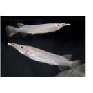 Полурыл (Dermogenys pusilla) Серебряный