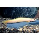 Полиптерус Сенегальский Альбинос (Polypterus senegalus)