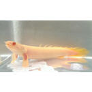 Полиптерус Сенегальский Альбинос (Polypterus senegalus)