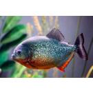 Пиранья Наттерера (Pygocentrus nattereri)