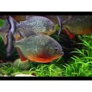 Пиранья Наттерера (Pygocentrus nattereri)