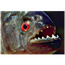 Пиранья Наттерера (Pygocentrus nattereri)