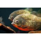 Пиранья Наттерера (Pygocentrus nattereri)