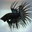 Петушок Черный (Black Crystal) 5-6см