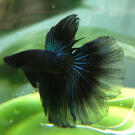 Петушок Черный (Black Crystal) 5-6см