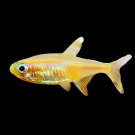 Неон Золотой (Paracheirodon innesi var.)