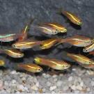 Неон Золотой (Paracheirodon innesi var.)