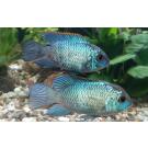 Наннакара бирюзовая (Andinoacara rivulatus) 1-2см