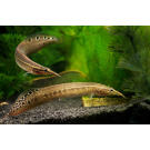 Макрогнатус (Macrognathus)