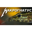 Макрогнатус (Macrognathus)