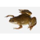 Лягушка Шпорцевая