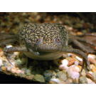 Лягушка Шпорцевая