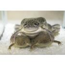 Лягушка Шпорцевая