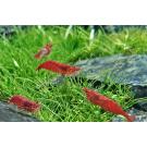 Креветки Вишни (Cherry Shimp)