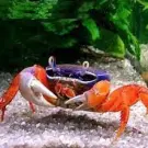 Краб радужный