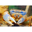 Краб радужный