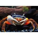 Краб радужный