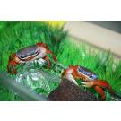 Краб радужный