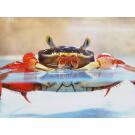 Краб радужный