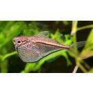 Клинобрюшка (Gasteropelecus)