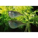 Клинобрюшка (Gasteropelecus)