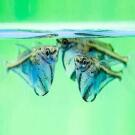 Клинобрюшка (Gasteropelecus)