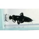 Касатка сиамская (Leiocassis siamensis)