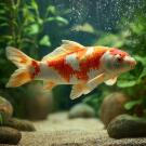 Карп Кои 7-8 см