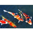 Карп Кои 7-8 см