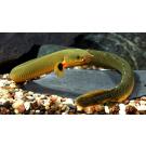 Каламоихт (Erpetoichthys calabaricus)