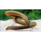 Каламоихт (Erpetoichthys calabaricus)