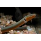 Каламоихт (Erpetoichthys calabaricus)