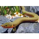 Каламоихт (Erpetoichthys calabaricus)