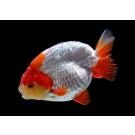 Золотая рыбка (Carassius auratus) Ранчу 5-6см