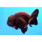 Золотая рыбка (Carassius auratus) Ранчу 5-6см