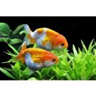 Золотая рыбка (Carassius auratus) Ранчу 5-6см