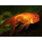 Золотая рыбка (Carassius auratus) Звездочет 5-6см