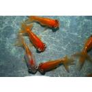 Золотая рыбка (Carassius auratus) Звездочет 5-6см