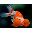 Золотая рыбка (Carassius auratus) Звездочет 5-6см