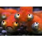 Золотая рыбка (Carassius auratus) Звездочет 5-6см