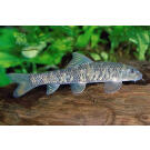 Гарра руфа (Garra rufa) 3-4см