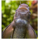 Гарра руфа (Garra rufa) 3-4см