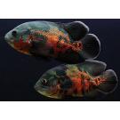 Астронотус Тигровый (Astronotus)